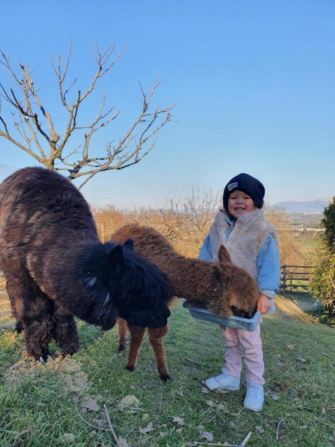 Agriturismo Il Vecchio Mandorlo بيرودجا المظهر الخارجي الصورة