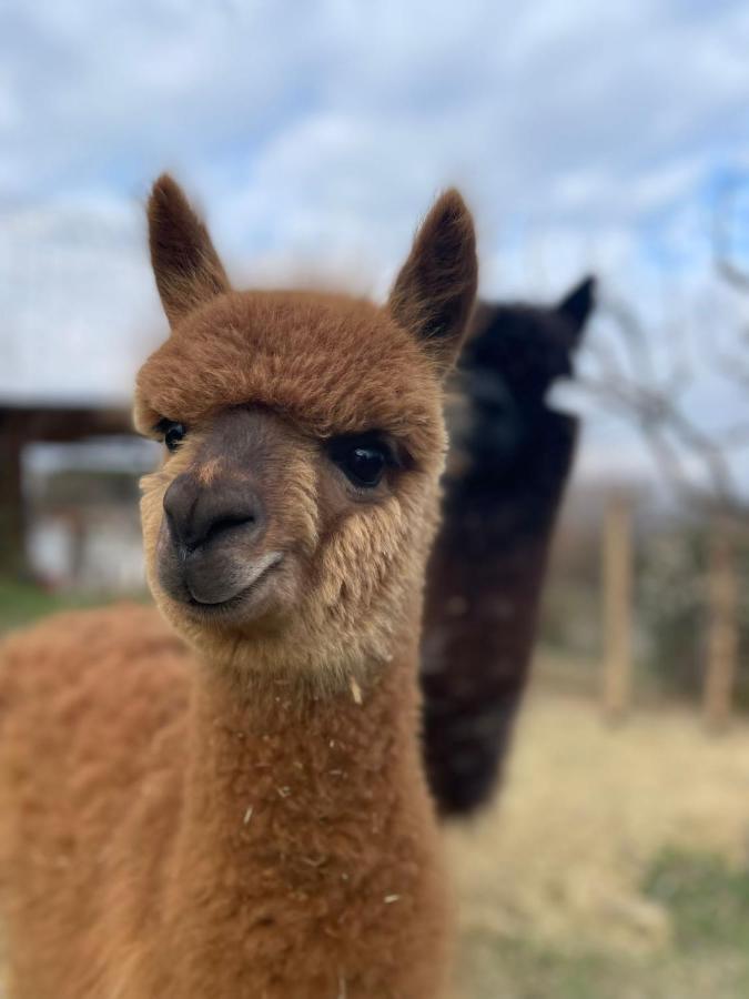 فيلا بيرودجافي Agriturismo Il Vecchio Mandorlo المظهر الخارجي الصورة