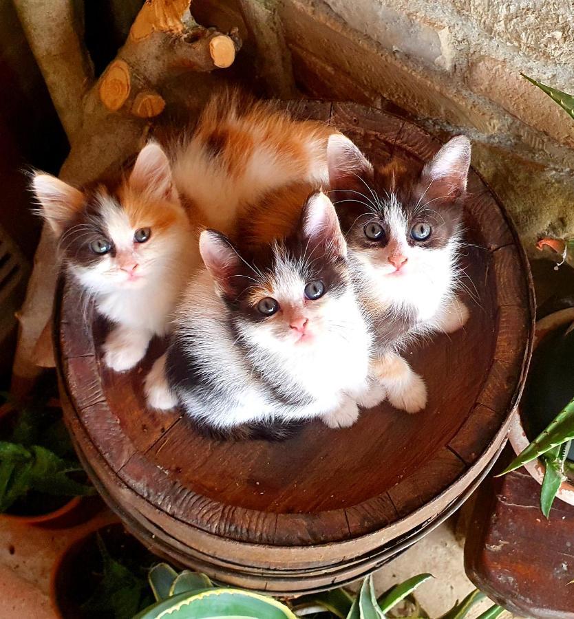 Agriturismo Il Vecchio Mandorlo بيرودجا المظهر الخارجي الصورة