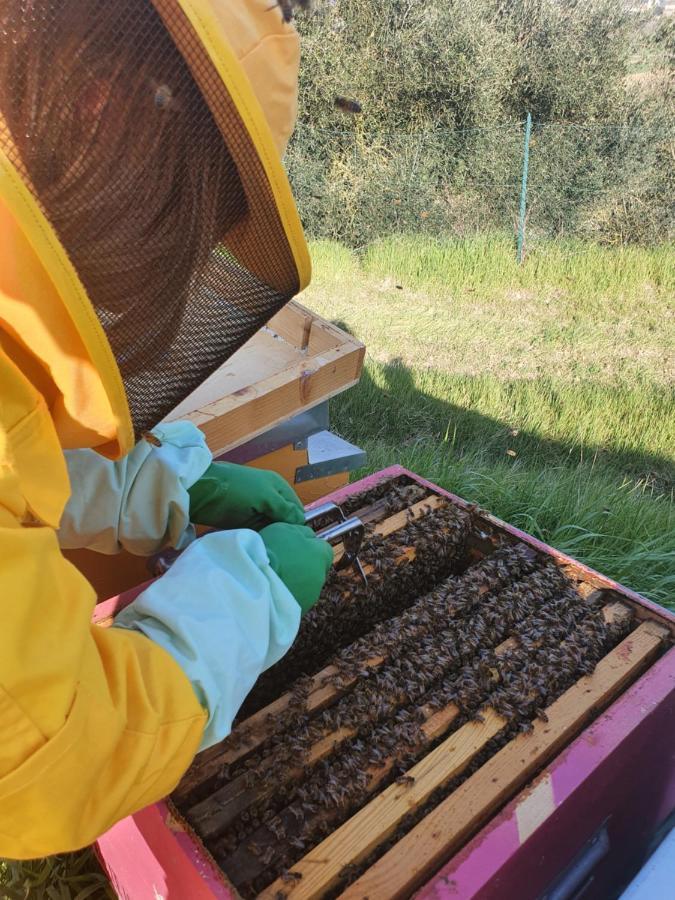 Agriturismo Il Vecchio Mandorlo بيرودجا المظهر الخارجي الصورة