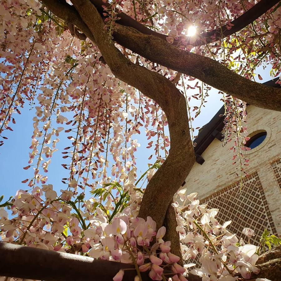 Agriturismo Il Vecchio Mandorlo بيرودجا المظهر الخارجي الصورة