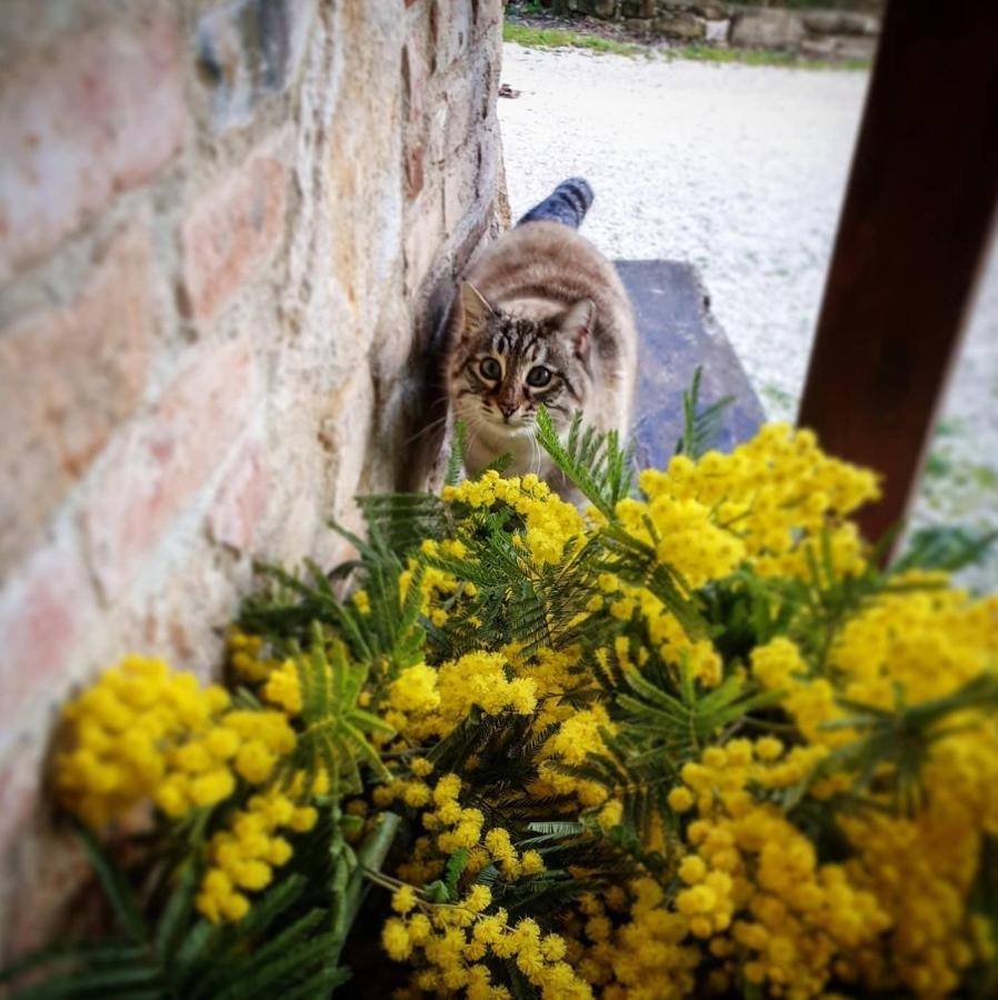 Agriturismo Il Vecchio Mandorlo بيرودجا المظهر الخارجي الصورة
