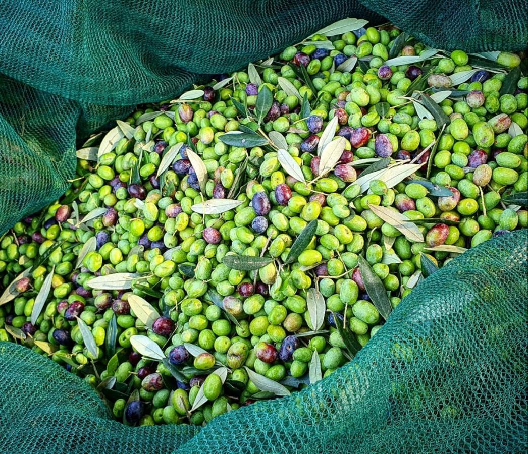 Agriturismo Il Vecchio Mandorlo بيرودجا المظهر الخارجي الصورة