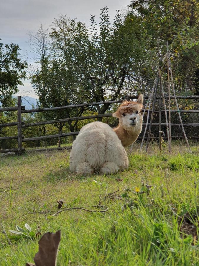 Agriturismo Il Vecchio Mandorlo بيرودجا المظهر الخارجي الصورة