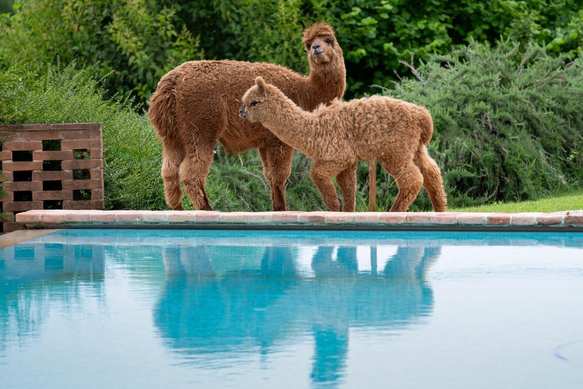 Agriturismo Il Vecchio Mandorlo بيرودجا المظهر الخارجي الصورة